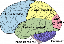 ¿Cómo funciona el cerebro?