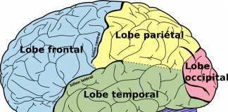 ¿Cómo funciona el cerebro?